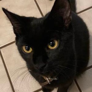 Meet your Posher, Cody